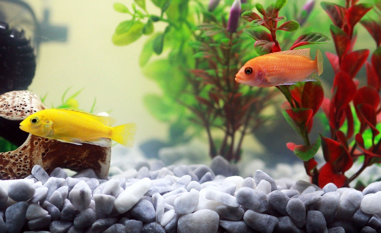 Cómo hacer un acuario | Guía paso a paso