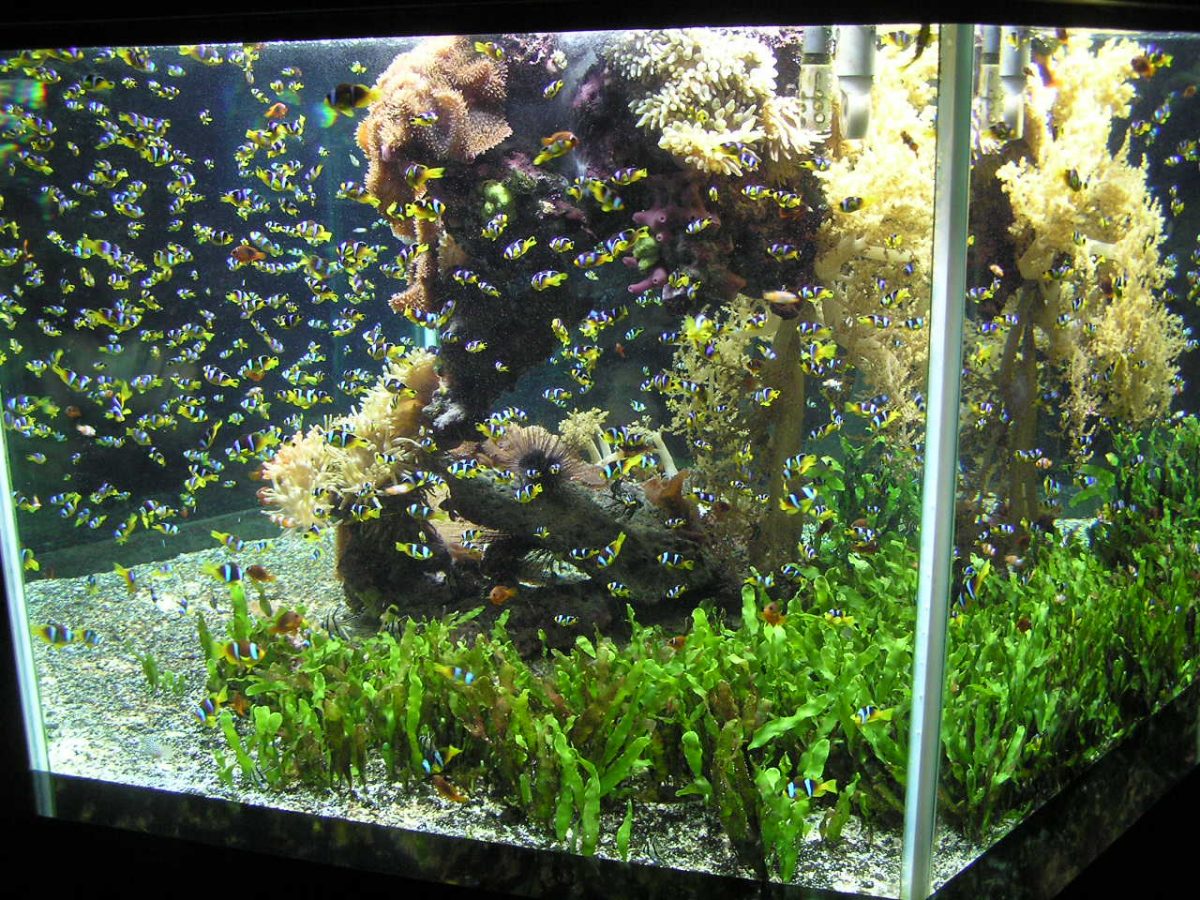¿Cuántos peces caben en un acuario? 3 formas de saberlo
