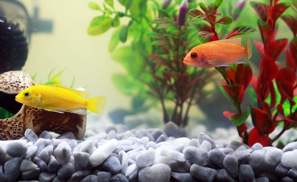 pez-amarillo-y-rojo-en-acuario