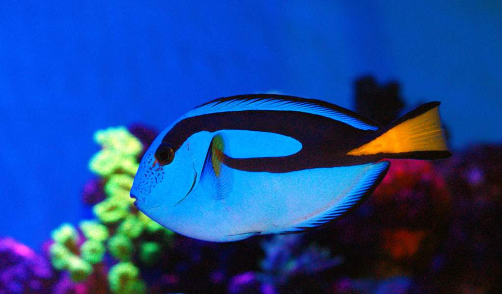 paracaturus pez agua marina