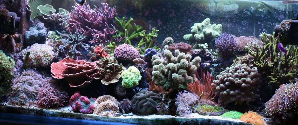 acuario con corales