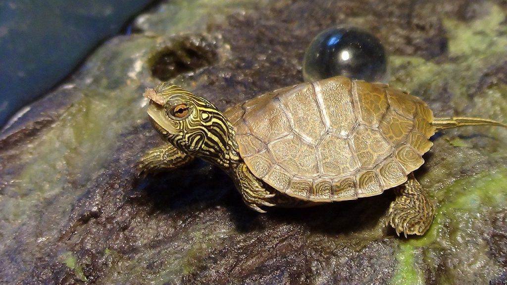 tortuga pequeña en acuaterrario